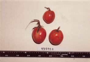 FRUIT